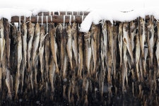 Pollack Dry Winter - Free photo on Pixabay