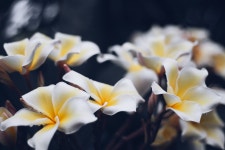 700개 이상 무료 Plumeria 및 자연 사진 - Pixabay