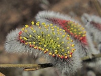 10+ Free Pussywillow & Nature Photos - Pixabay