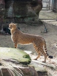 Cheetah Enclosure Cat Animal - Free photo on Pixabay Free Image on Pixabay - Cheetah, Enclosure, Cat