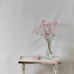 자연 아기의 숨 결 자연의 - Pixabay의 무료 사진 Pixabay의 무료 이미지 - 자연, 아기의 숨 결, 자연의, 꽃, 사랑, 꽃의, 작은