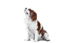 10개 이상 무료 Dichroic 및 자연 사진 - Pixabay