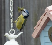 푸른 가슴 둥지 건물 노래 조류 - Pixabay의 무료 사진