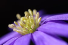 Flower Blossom Ranunculaceae - Free photo on Pixabay Free Image on Pixabay - Flower, Blossom, Ranunculaceae