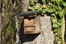 Bird House Tree Ivy - Free photo on Pixabay Free Image on Pixabay - Bird House, Tree, Ivy, Bird Feeder