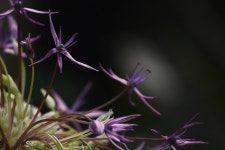 꽃 자주색 바이올렛 - Pixabay의 무료 사진 Pixabay의 무료 이미지 - 꽃, 자주색, 바이올렛, 봄, 개화기, 어머니의 날, 꽃잎