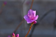 Spring Life Flower - Free photo on Pixabay Free Image on Pixabay - Spring, Life, Flower, Azalea
