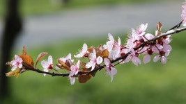 Twig Pom Blooming - Free photo on Pixabay Free Image on Pixabay - Twig, Pom, Blooming, Flowers, Pink