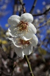 Plum Blossom Blossoms Spring - Free photo on Pixabay