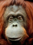 40,000개 이상 무료 Orang Utan 및 원숭이 사진 - Pixabay