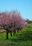 Cherry Trees Blossom Bloom - Free photo on Pixabay