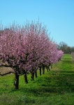 Cherry Trees Blossom Bloom - Free photo on Pixabay
