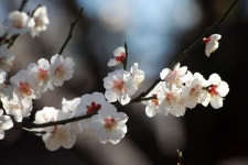 매화 봄 봄꽃 - Pixabay의 무료 사진 - Pixabay 매화 봄 봄꽃 - Pixabay의 무료 사진