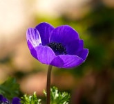 Ranunculus Blossom Bloom - Free photo on Pixabay - Pixabay Ranunculus Blossom Bloom - Free photo on Pixabay