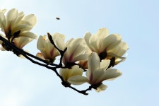 목련 Magnolia Magnoliengewaechs - Pixabay의 무료 사진