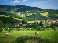 검은 숲 목장 소 - Pixabay의 무료 사진