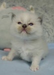 100+ Free Ragdolls & Cat Photos - Pixabay