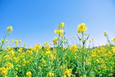 Sun Sunny Sky - Pixabay의 무료 사진