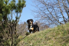 개 Entlebucher 애완 동물 - Pixabay의 무료 사진