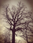 Tree Baum Nature - Free photo on Pixabay