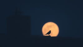 옥상 지붕 새 슈퍼 - Pixabay의 무료 사진