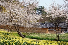 Daffodil Flower Narcissus - Pixabay의 무료 사진