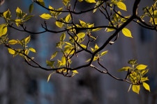 40개 이상 무료 새순 및 자연 사진 - Pixabay