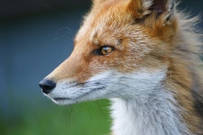 Fox Nature Animals - Free photo on Pixabay