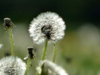 Dandelions Flowers Nature - Free photo on Pixabay Free Image on Pixabay - Dandelions, Flowers, Nature, Spring