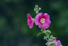 꽃 나무 예쁜 - Pixabay의 무료 사진 - Pixabay 꽃 나무 예쁜 - Pixabay의 무료 사진