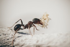 200+ Free Garden Ant & Ant Photos - Pixabay