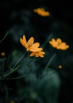 200,000개 이상 무료 식물의 및 자연 사진 - Pixabay