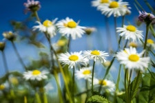 20,000+ Free April Weather & April Photos - Pixabay