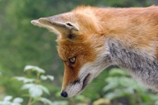 Fox Red Animal - Free photo on Pixabay