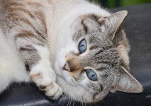 3+ Free Bichano & Gato Photos - Pixabay