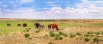 5+ Free Kalmykia & Elista Photos - Pixabay