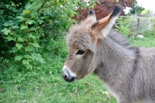 Donkey Colt Equine - Free photo on Pixabay