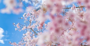 Spring Blossom Flower - Free photo on Pixabay