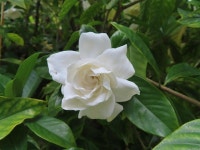 100+ Free Gardenia & Nature Photos - Pixabay