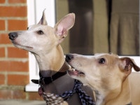 50개 이상 무료 Whippets 및 경전차 사진 - Pixabay