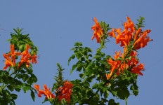 Flower Tecoma Capensis Cape - Free photo on Pixabay - Pixabay Flower Tecoma Capensis Cape - Free photo on Pixabay