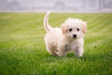 Puppy Dog Mammal - Free photo on Pixabay