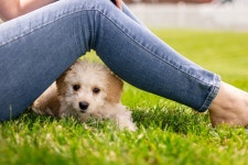 Puppy Dog Mammal - Free photo on Pixabay
