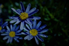 파란색 꽃 배경 어두운 파랑 노랑 - Pixabay의 무료 사진