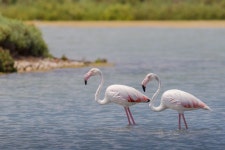 Flaming Flamingos Birds - Free photo on Pixabay