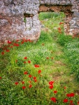 Poppy Meadow Flower - Free photo on Pixabay Free Image on Pixabay - Poppy, Meadow, Flower Meadow, Wall