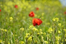 Poppy Meadow Rapeseed - Free photo on Pixabay