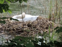 Swan Nest SwanS - Free photo on Pixabay Free Image on Pixabay - Swan, Nest, SwanS Nest, Brood