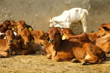 1+ Free Desi Cow & Sahiwal Cow Images