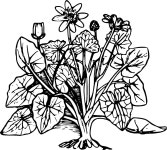 Download Flower, Plant, Leaf. Royalty-Free Stock Illustration Image - Pixabay Download Flower, Plant, Leaf. Royalty-Free Stock... 